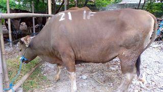 Hewan Qurban Sapi