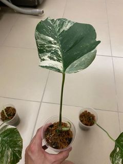 （分類：）位於 。 由 armanikent 提交（商品編號 1099804952，圖片 1）。簡介： 。