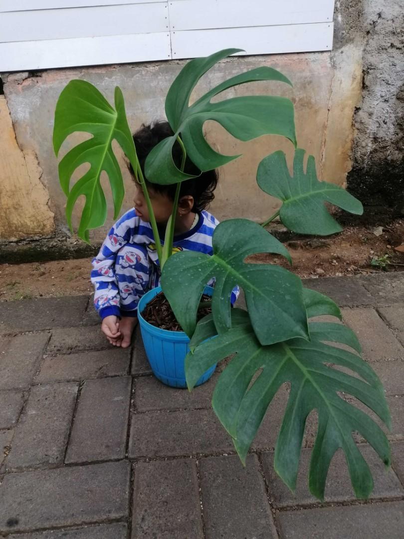 Monstera Deliciosa Compacta #19 Y-1, Furniture & Home Living, Gardening,  Plants & Seeds on Carousell