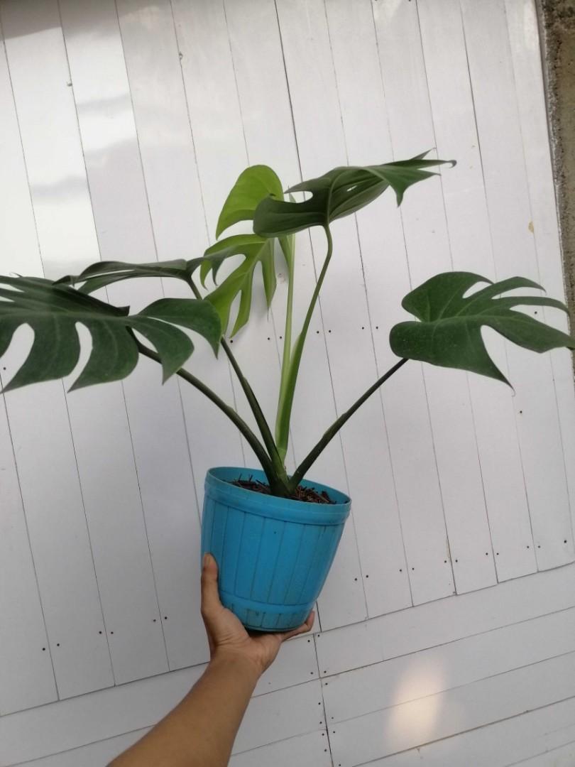 Monstera Deliciosa Compacta #19 Y-1, Furniture & Home Living, Gardening,  Plants & Seeds on Carousell