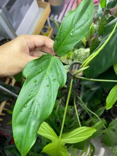 (Category: ) located in . Submitted by plant.botany (Listing ID 1099772535, Image 1). Description: .