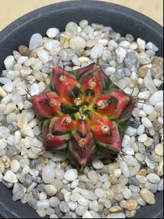 (Category: ) located in . Submitted by mesemb_garden (Listing ID 1100030943, Image 1). Description: .