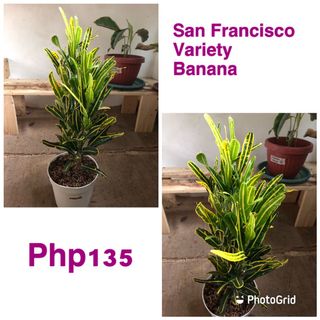 (Category: ) located in . Submitted by shau185 (Listing ID 1099940205, Image 1). Description: .