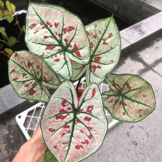 (Category: ) located in . Submitted by plant.etc (Listing ID 1100129959, Image 1). Description: .