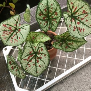 (Category: ) located in . Submitted by plant.etc (Listing ID 1100130276, Image 1). Description: .