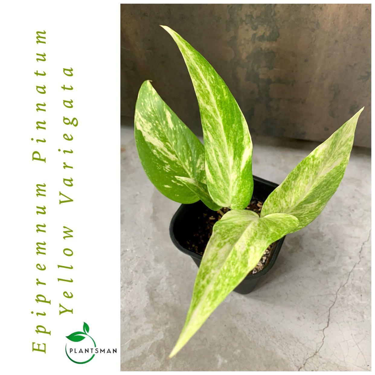 Epipremnum Pinnatum Yellow Variegata, Furniture & Home Living, Gardening,  Plants & Seeds on Carousell