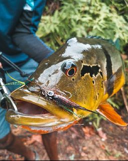 (Category: ) located in . Submitted by spinflynation (Listing ID 1100086163, Image 1). Description: .