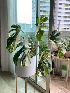 (Category: ) located in . Submitted by plantcollection (Listing ID 1099999045, Image 1). Description: .