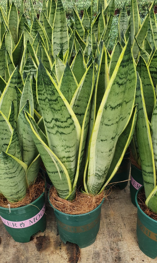 Sansevieria Silver Moon 11cm Pot Furniture Home Living Gardening Plants Seeds On Carousell