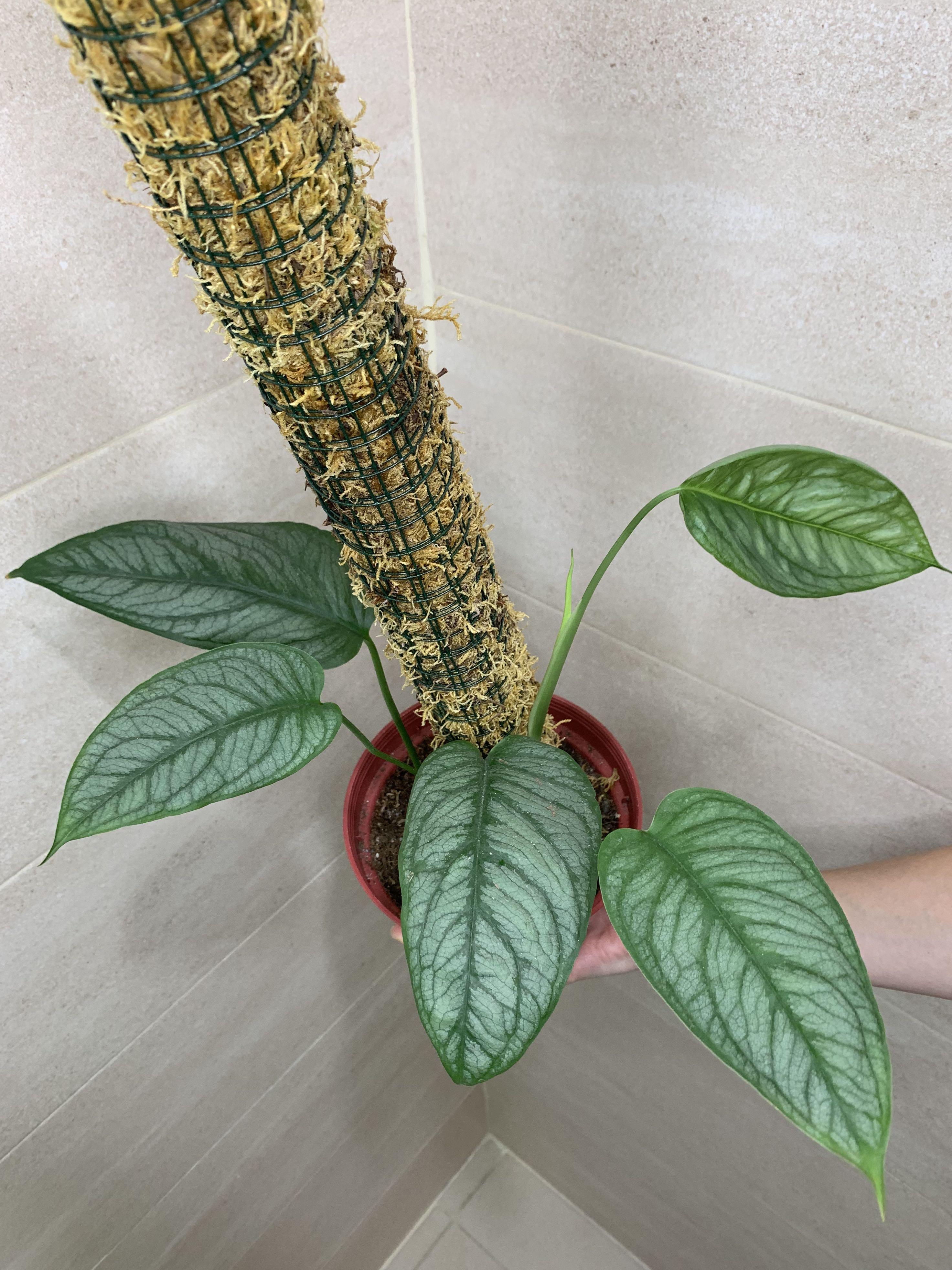Siltepecana El Salvador (Category: Plants & Seeds) located in Quezon City. Submitted by polnkel (Listing ID 1092300358, Image 1). Description: .