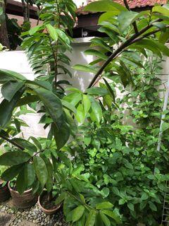 Soursop / BottleTree / Frangipanni/ Adeniums /Moringas
