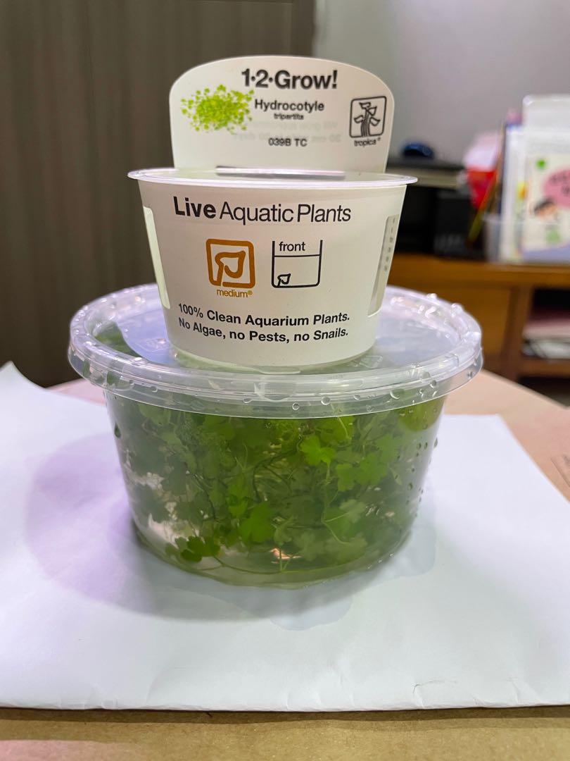 Tripartita Hydrocotyle Tropica Pet Supplies Homes Other Pet Accessories On Carousell