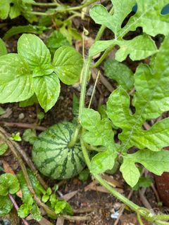 (Category: ) located in . Submitted by messygardener (Listing ID 1083535432, Image 1). Description: .