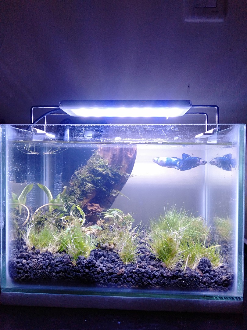 Aquarium Aquascape Mini Fullset Perlengkapan Hewan Aksesoris Hewan Di Carousell