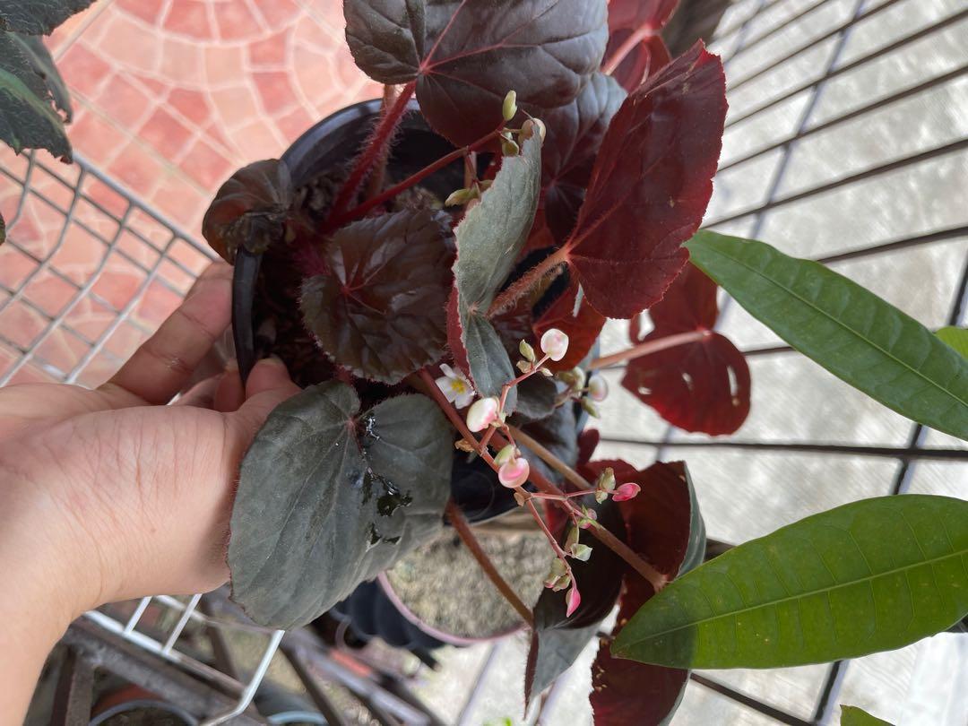 Begonia Furniture Home Living Gardening Plants Seeds On Carousell