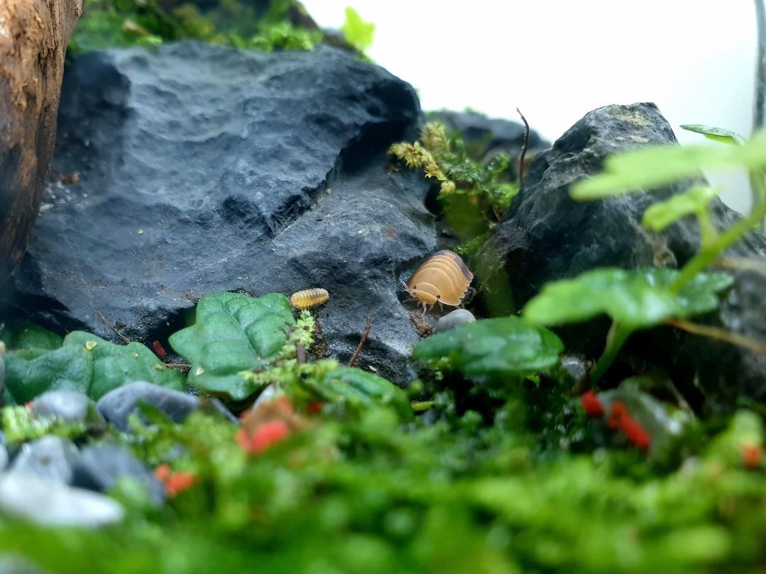 Enclosed Terrarium with Lid (Isopods and Springtails) (Category: Plants & Seeds) located in Singapore. Submitted by brightdog.671f3c (Listing ID 1100181046, Image 3). Description: Enclosed Terrarium with Lid. Live moss and plants. Isopods and Springtails friendly. Can be added upon request. 17 x 11 x 11 cm..