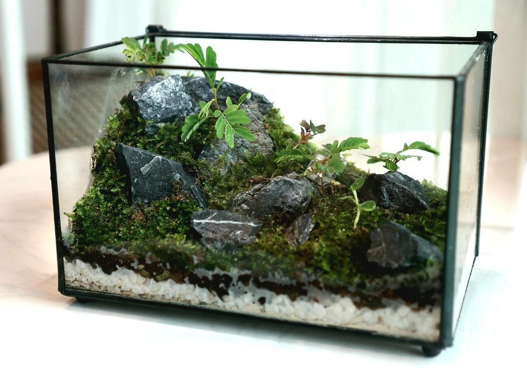Enclosed Terrarium with Lid (Isopods and Springtails) (Category: Plants & Seeds) located in Singapore. Submitted by brightdog.671f3c (Listing ID 1100181046, Image 1). Description: Enclosed Terrarium with Lid. Live moss and plants. Isopods and Springtails friendly. Can be added upon request. 17 x 11 x 11 cm..