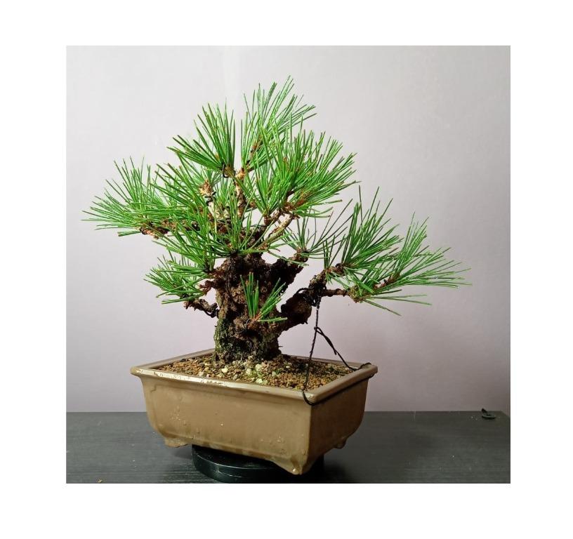 JP543 Japanese Yumenishiki (Nishikimatsu) Bonsai, cork bark Japanese