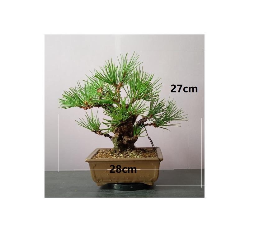 JP543 Japanese Yumenishiki (Nishikimatsu) Bonsai, cork bark Japanese