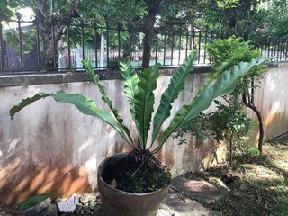 (Category: ) located in . Submitted by macggarcia (Listing ID 1100174854, Image 1). Description: .