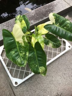 (Category: ) located in . Submitted by plant.etc (Listing ID 1100178865, Image 1). Description: .