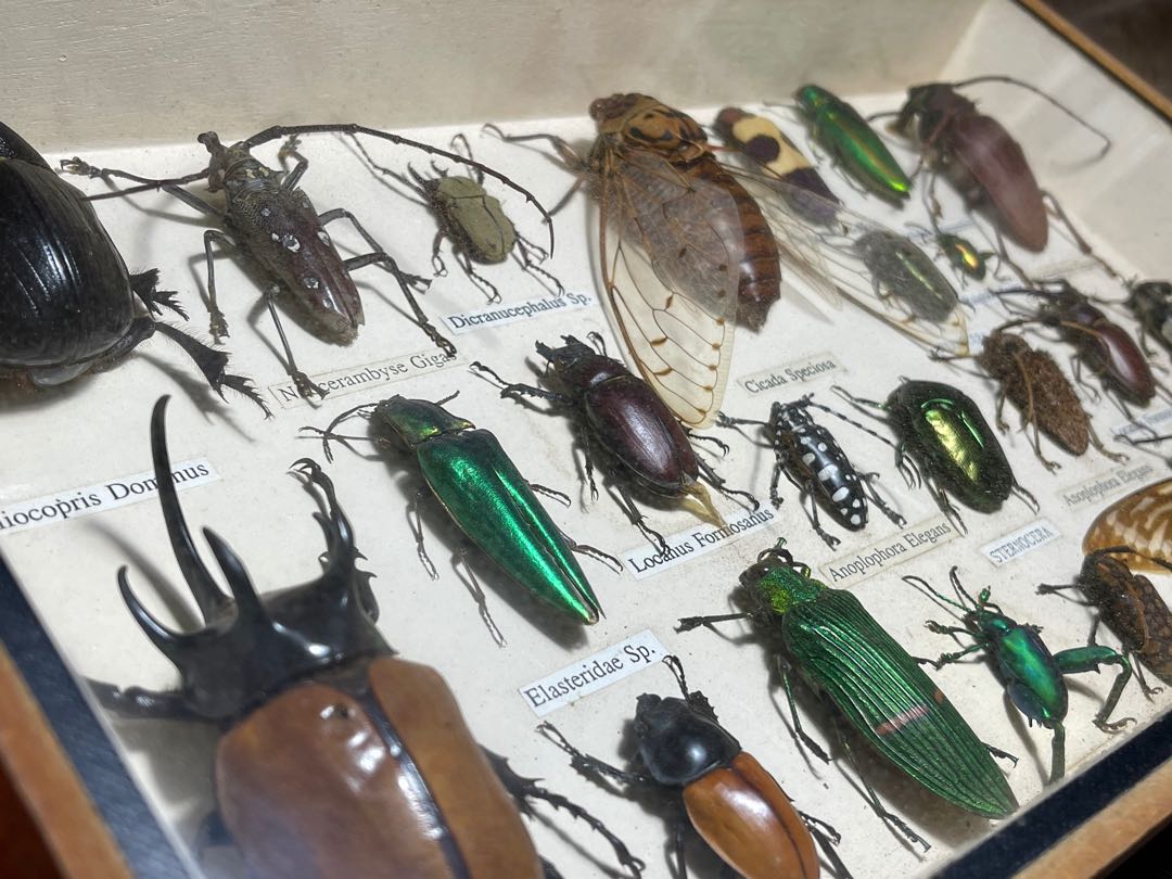 Rare collectible insect specie taxidermy, Hobbies & Toys, Memorabilia ...