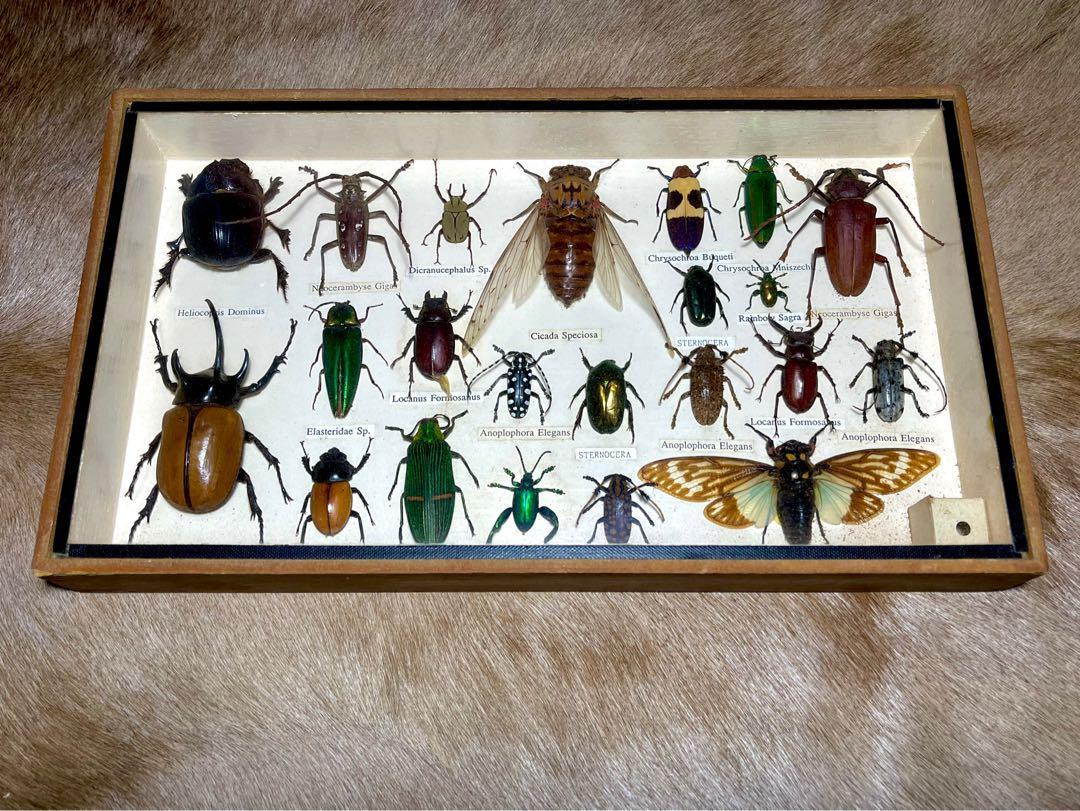 Rare collectible insect specie taxidermy, Hobbies & Toys, Memorabilia ...