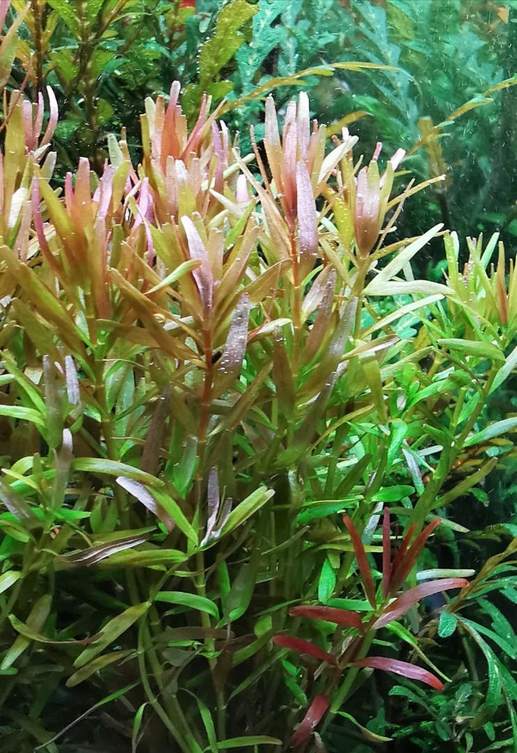 rotala small leaf