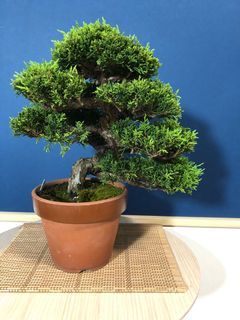 （分類：）位於 。 由 simplybonsai 提交（商品編號 1100538271，圖片 1）。簡介： 。