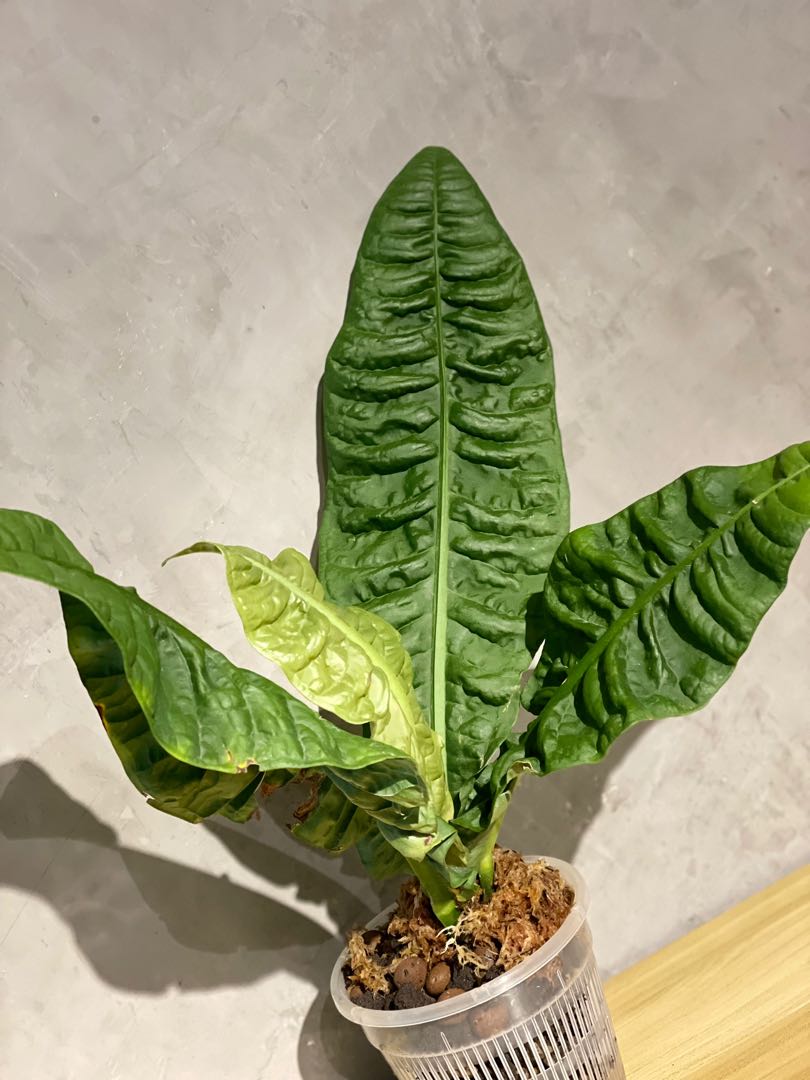 Anthurium Reflexinervium Home Furniture Gardening On Carousell