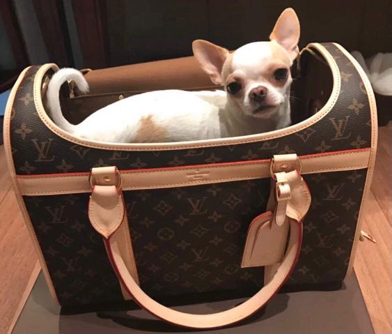 Louis Vuitton pet travel bag, Luxury, Bags & Wallets on Carousell