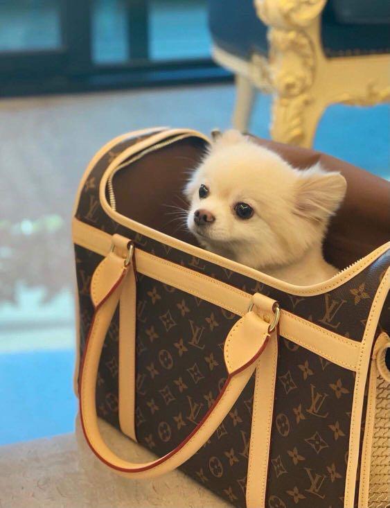 Louis Vuitton pet travel bag, Luxury, Bags & Wallets on Carousell