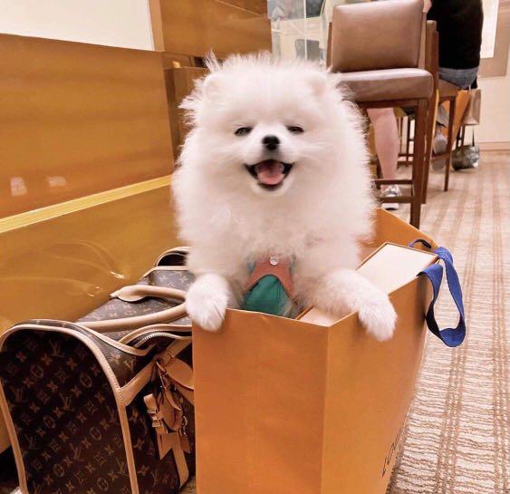 Louis Vuitton Pet/Dog Carrier Brand New - Pomeranian Dolls