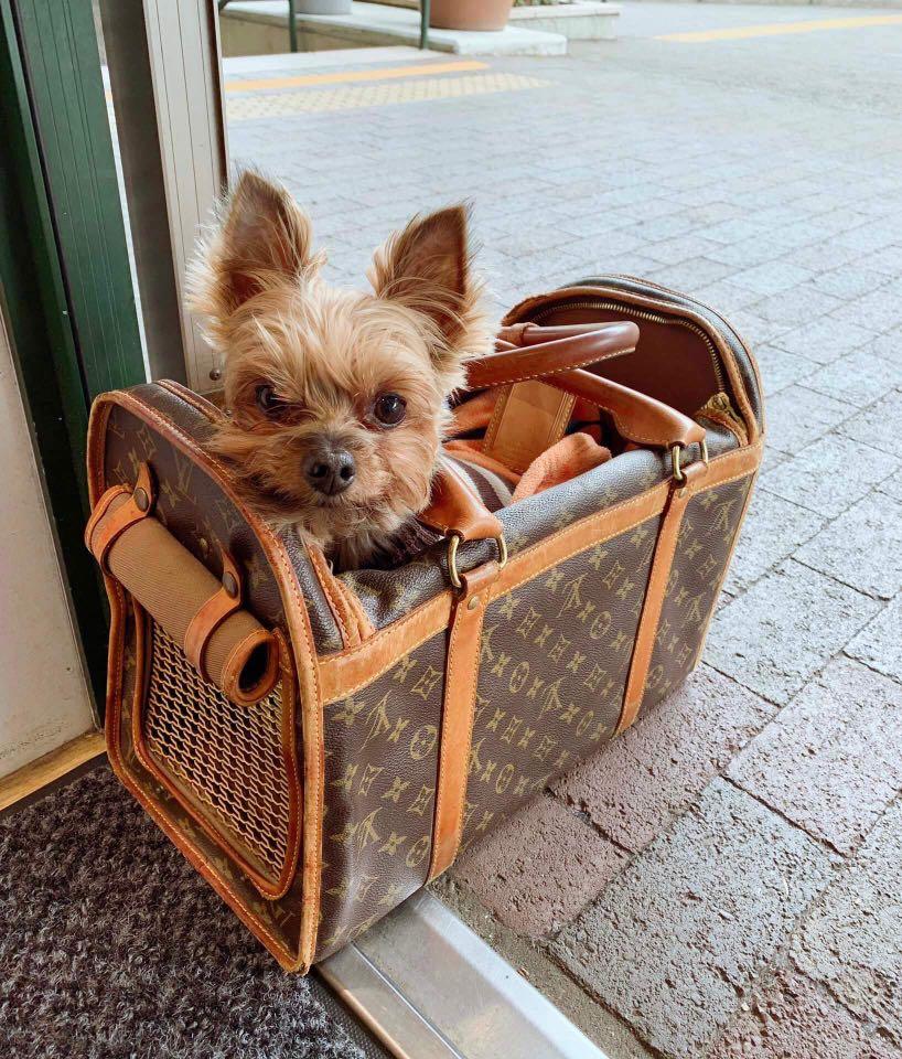 Louis Vuitton pet travel bag, Luxury, Bags & Wallets on Carousell