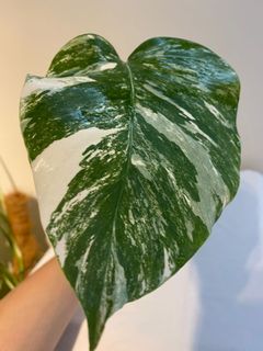 （分類：）位於 。 由 armanikent 提交（商品編號 1100578089，圖片 1）。簡介： 。