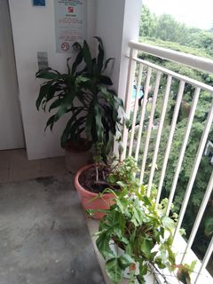 (Category: ) located in . Submitted by kogilavanikesavan21 (Listing ID 1100412060, Image 1). Description: .