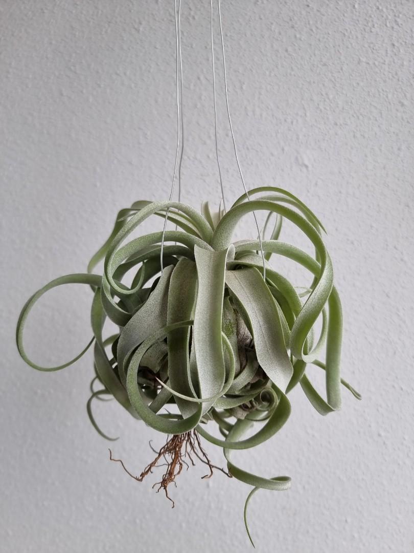 Tillandsia Regal Rene