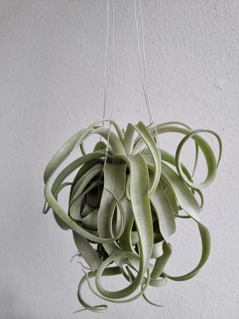 Tillandsia Regal Rene