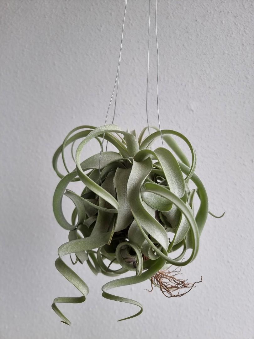 Tillandsia Regal Rene