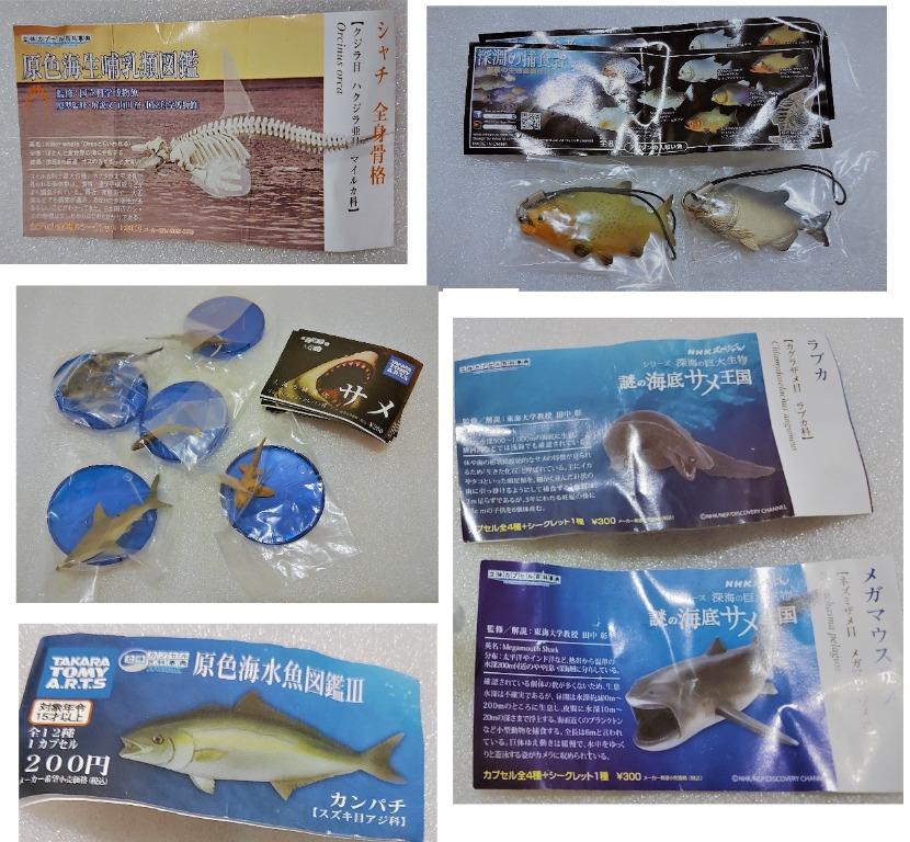 新舊深海洋魚共11條深淵之捕食者,鯊魚,鯨魚,原色海水魚,海洋捕乳類生物