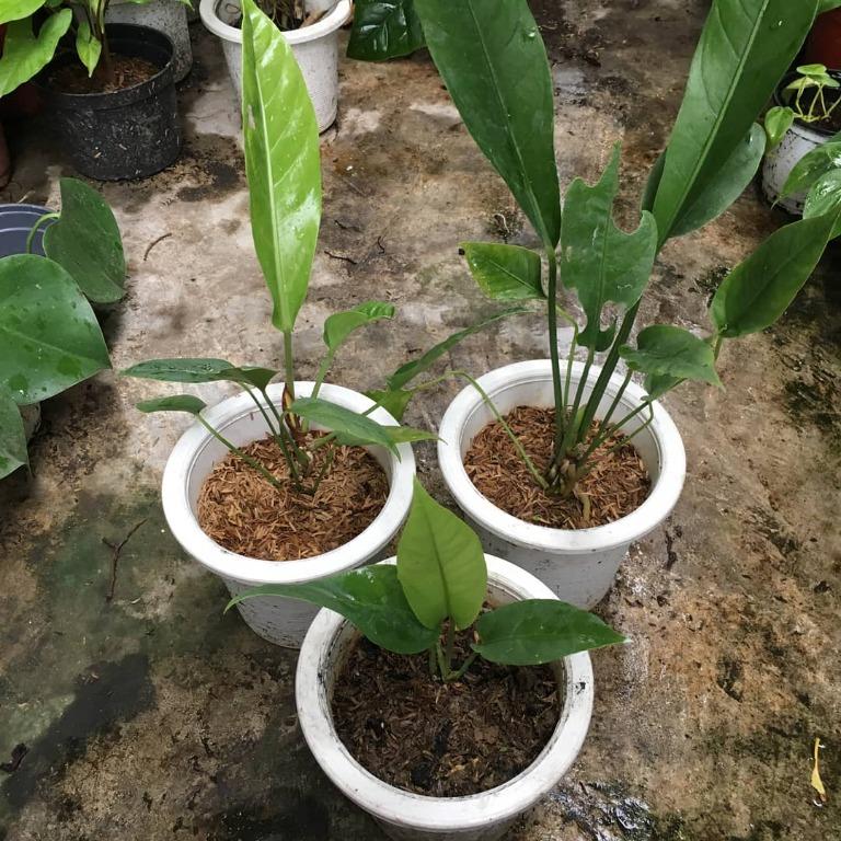 Anthurium hookeri (Category: Plants & Seeds) located in Valenzuela. Submitted by lovedbyiyaa (Listing ID 1100721330, Image 2). Description: Big - 400 Small - 350.