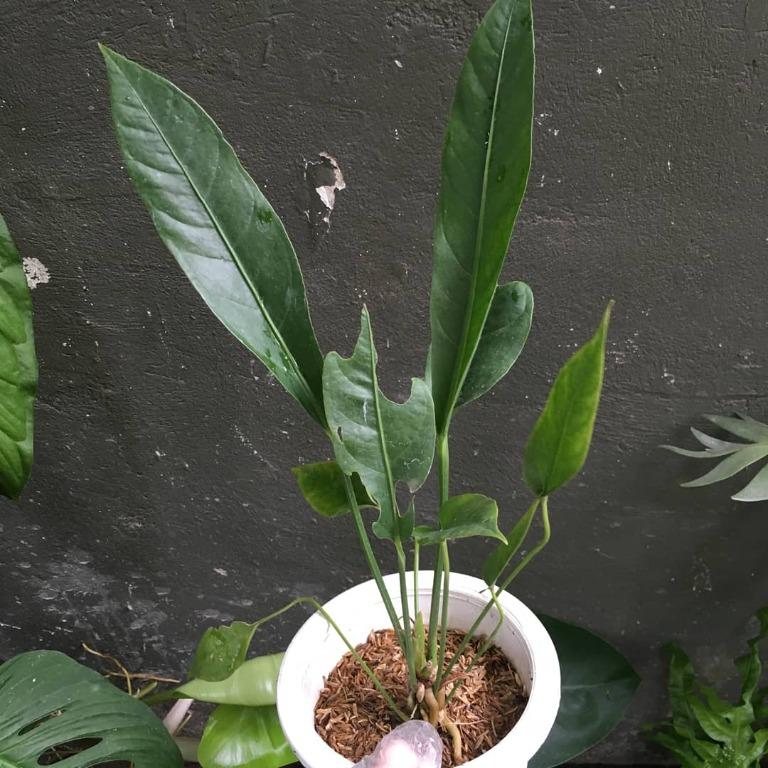 Anthurium hookeri (Category: Plants & Seeds) located in Valenzuela. Submitted by lovedbyiyaa (Listing ID 1100721330, Image 3). Description: Big - 400 Small - 350.