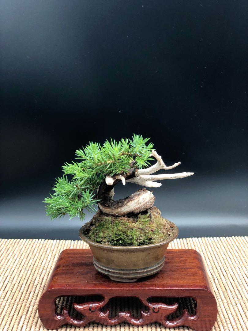 八房杜松-日本盆景-bonsai, 傢俬＆家居, 園藝, 植物及種子- Carousell