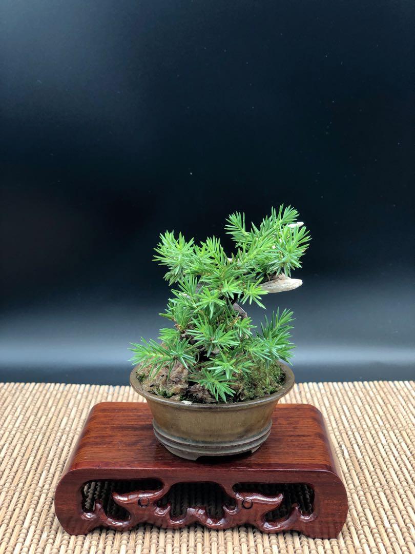 八房杜松-日本盆景-bonsai, 傢俬＆家居, 園藝, 植物及種子- Carousell