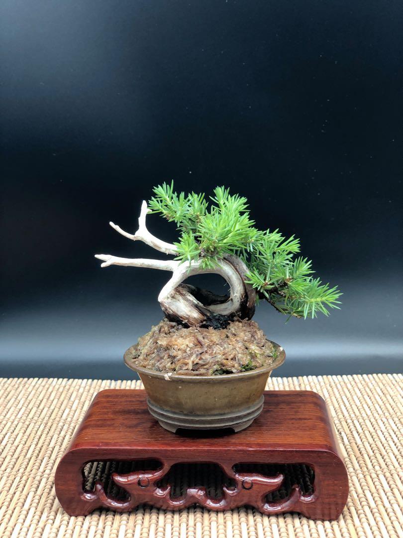 八房杜松-日本盆景-bonsai, 傢俬＆家居, 園藝, 植物及種子- Carousell