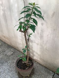 (Category: ) located in . Submitted by macggarcia (Listing ID 1100599766, Image 1). Description: .