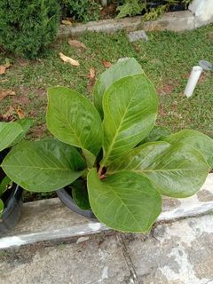 (Kategori: ) berada di . Dikirim oleh keyken21 (ID iklan 1100663272, Gambar 1). Deskripsi: .
