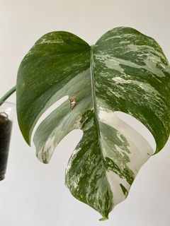 （分類：）位於 。 由 armanikent 提交（商品編號 1100668227，圖片 1）。簡介： 。