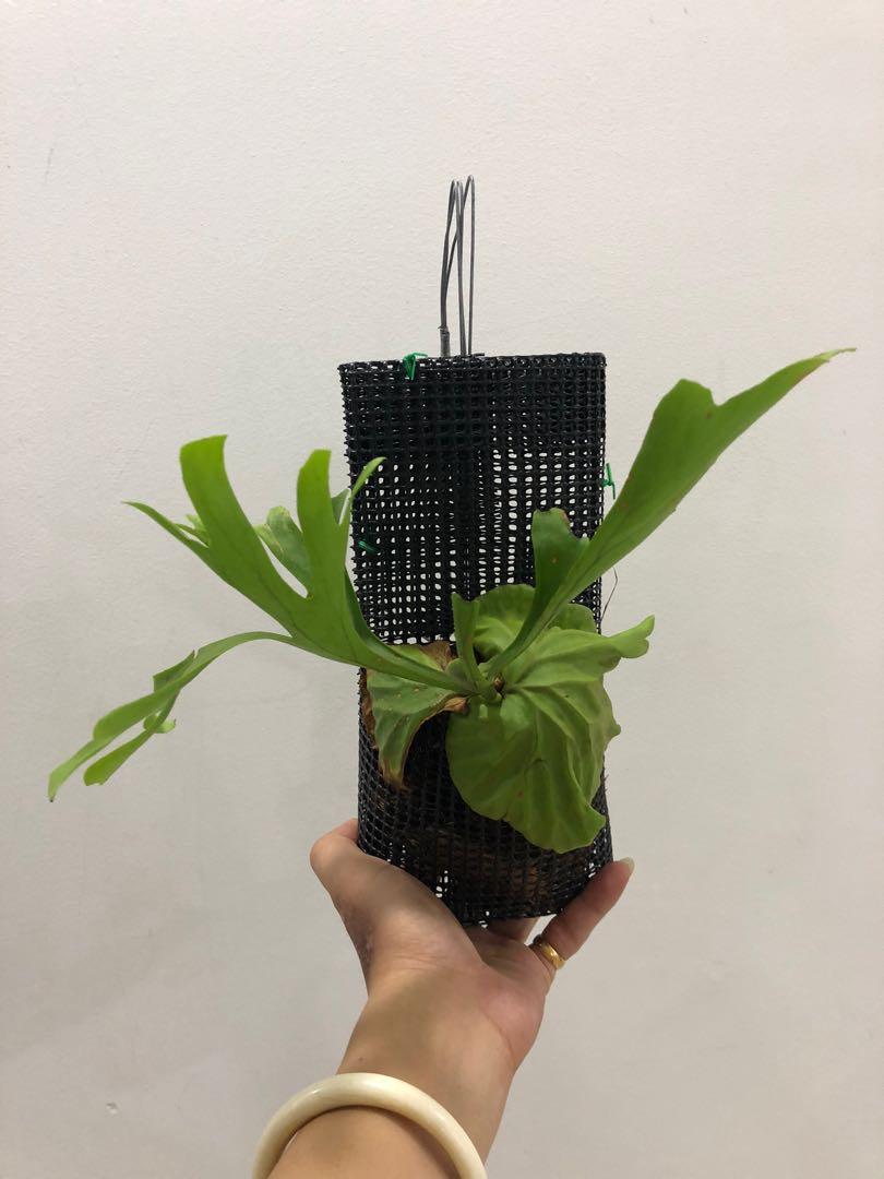 Platycerium Ridleyi 亚猴鹿角蕨 Furniture Home Living Gardening Plants Seeds On Carousell