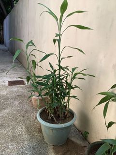 (Category: ) located in . Submitted by macggarcia (Listing ID 1100604604, Image 1). Description: .